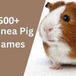 Guinea Pig Names