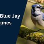 Blue Jay Names