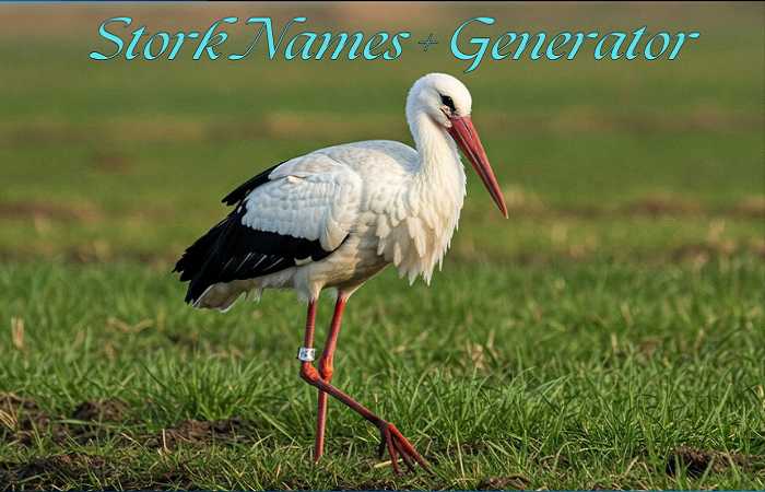 Stork Names